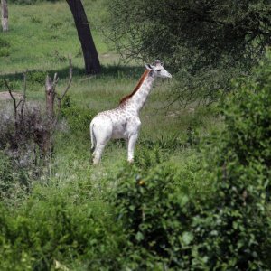 Rijetka albino žirafa