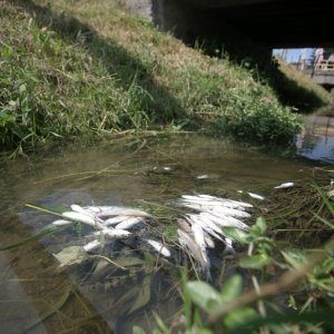 Mutnim potokom Kustošak plutaju uginule ribe