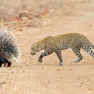 Leopard vreba dikobraza