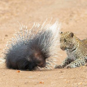 Leopard vreba dikobraza