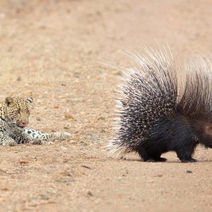 Leopard vreba dikobraza