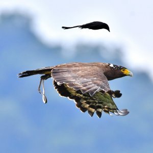 Ptica slijeće na orla u letu