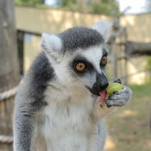 Životinje Zoološkog vrta grada Zagreba