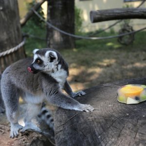 Životinje Zoološkog vrta grada Zagreba