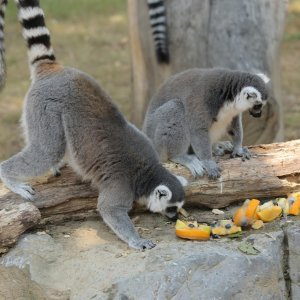 Životinje Zoološkog vrta grada Zagreba