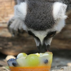 Životinje Zoološkog vrta grada Zagreba