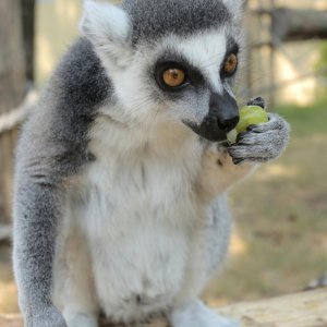 Životinje Zoološkog vrta grada Zagreba