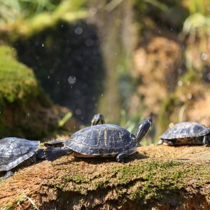 Kornjače se osvježuju u fontani i privlače znatiželjne turiste