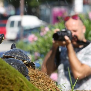 Kornjače se osvježuju u fontani i privlače znatiželjne turiste