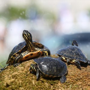 Kornjače se osvježuju u fontani i privlače znatiželjne turiste