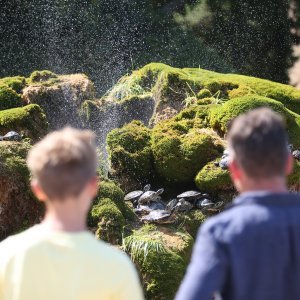 Kornjače se osvježuju u fontani i privlače znatiželjne turiste