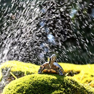Kornjače se osvježuju u fontani i privlače znatiželjne turiste