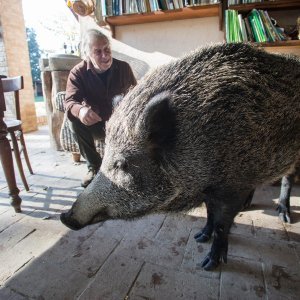 Talijanska divlja svinja Pasqualina