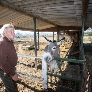 Talijanska divlja svinja Pasqualina