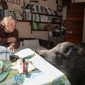 Talijanska divlja svinja Pasqualina