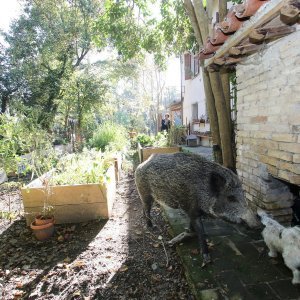 Talijanska divlja svinja Pasqualina