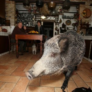 Talijanska divlja svinja Pasqualina