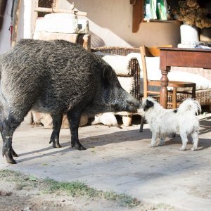 Talijanska divlja svinja Pasqualina
