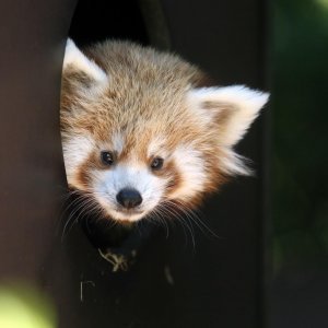 Mladunac crvene pande u Zagrebačkom ZOO-u