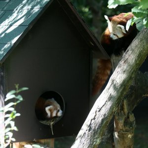 Mladunac crvene pande u Zagrebačkom ZOO-u