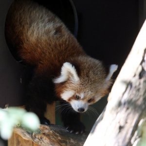 Mladunac crvene pande u Zagrebačkom ZOO-u