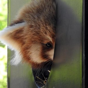 Mladunac crvene pande u Zagrebačkom ZOO-u