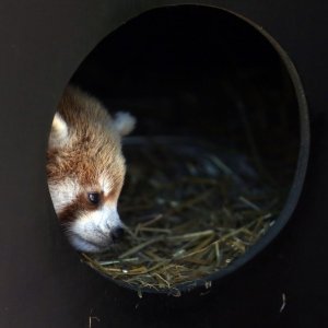 Mladunac crvene pande u Zagrebačkom ZOO-u