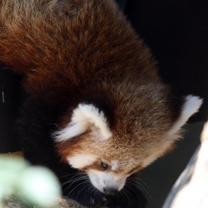 Mladunac crvene pande u Zagrebačkom ZOO-u