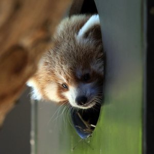 Mladunac crvene pande u Zagrebačkom ZOO-u