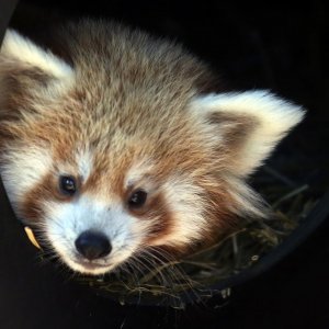 Mladunac crvene pande u Zagrebačkom ZOO-u