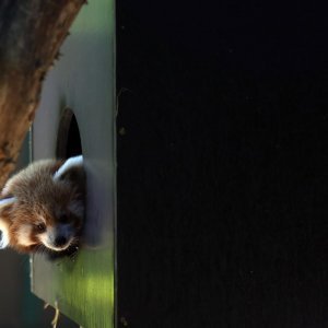 Mladunac crvene pande u Zagrebačkom ZOO-u