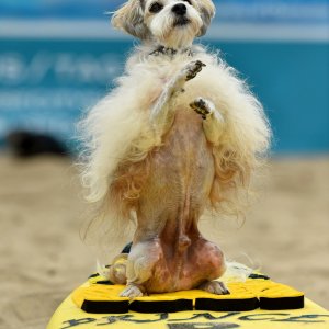 Psi surfaju u Kaliforniji