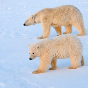 Polarni medvjedi