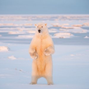 Polarni medvjedi
