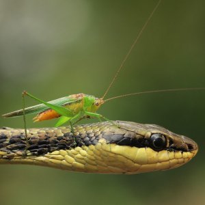 Skakavac na zmijskoj glavi