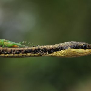 Skakavac na zmijskoj glavi