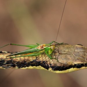 Skakavac na zmijskoj glavi