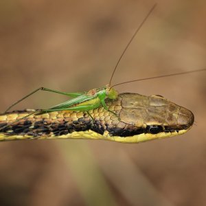 Skakavac na zmijskoj glavi