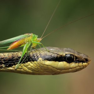 Skakavac na zmijskoj glavi