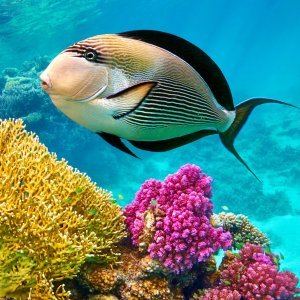 Flora i fauna Crvenog mora