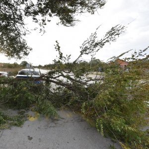Jako jugo srušilo stablo na cestu u Dubravi kod Šibenika