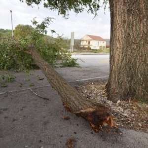 Jako jugo srušilo stablo na cestu u Dubravi kod Šibenika