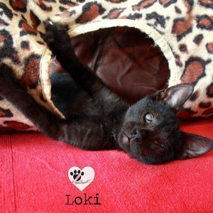 Loki