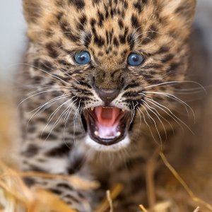 Sibirski leopardi