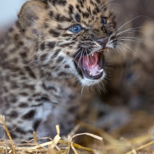 Sibirski leopardi