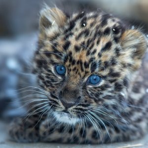 Sibirski leopardi