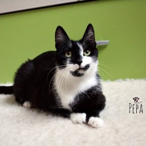 Pepa