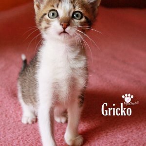 Gricko