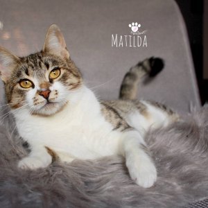 Matilda