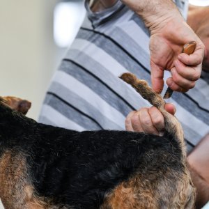 Na Velesajmu održana međunarodna izložba pasa CACIB Zagreb